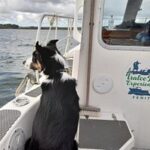 dog on a boat