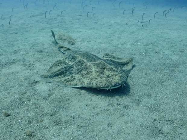 Angel Shark Swimming