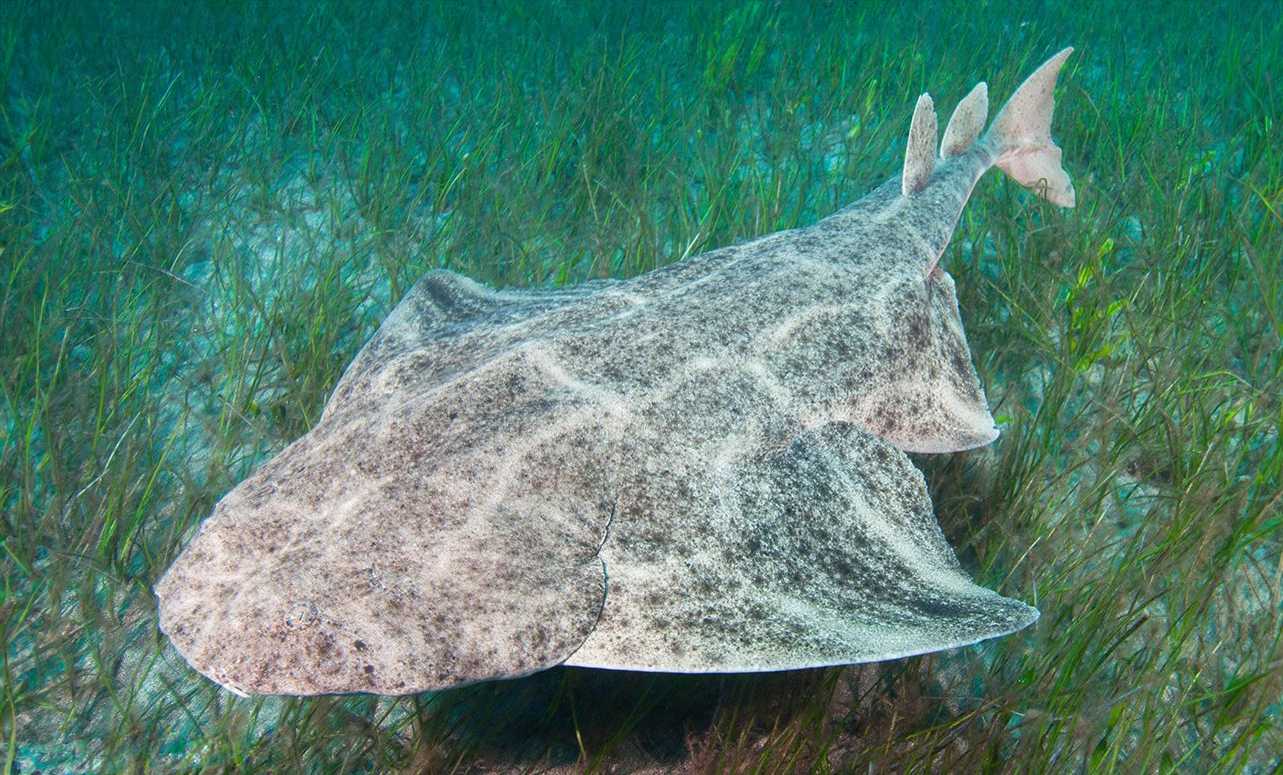 Angel Shark on sea bed