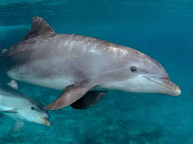 Dolphins Swimming