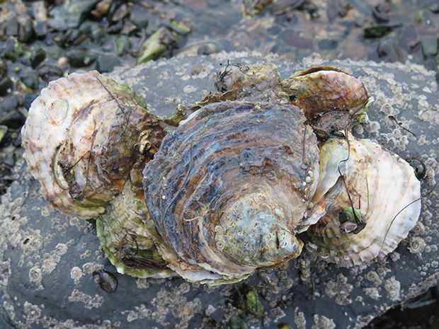 European Flat Oysters