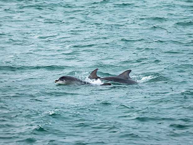 Dolphins in the sea