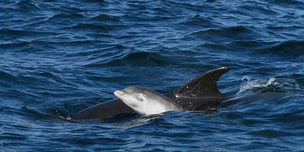 Dolphins in the sea