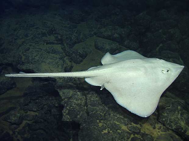 White Skate Swimming